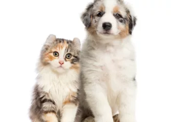 Thông báo Hội phí năm 2022