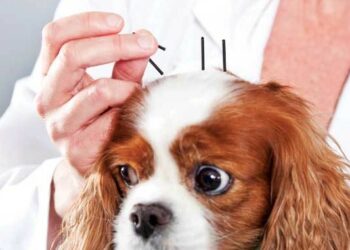 Khoá huấn luyện “Phương pháp châm cứu và lợi ích điều trị bệnh trên chó mèo”