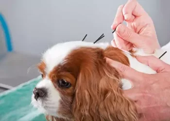 Khoá huấn luyện “Ứng dụng châm cứu trong thực hành điều trị trên chó mèo”