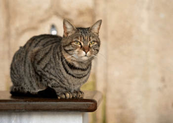 Khoá huấn luyện “Chẩn đoán và điều trị các bệnh lý dạ dày – ruột trên mèo”