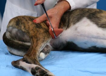 Khóa huấn luyện “Thăm khám thần kinh thực hành cho BSTY thú nhỏ: Những khác biệt quan trọng giữa bất thường cơ xương khớp và bất thường thần kinh”