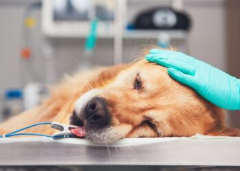 Khóa huấn luyện “Tiếp cận Cấp cứu Hô hấp & Kiểm soát Xoang ngực trên Thú nhỏ”