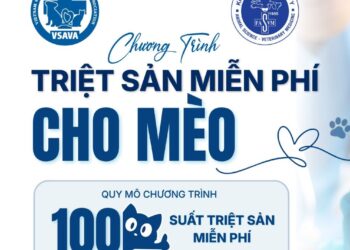 triet-san-meo-3
